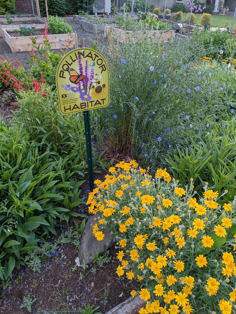 a photo of a sign among blue and yellow wild flowers that says "polinator habitat"